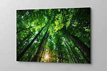 Obraz Les a jeho tajomstvá